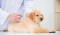 Pet Connection