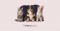 PetsFirst